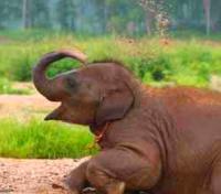 Baby Elephant